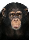 Close-up of a Chimpanzee looking at the camera, Pan troglodytes Royalty Free Stock Photo