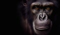 close up chimpanzee portrait