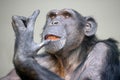 A close up chimpanzee portrait Royalty Free Stock Photo
