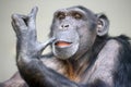 A close up chimpanzee portrait Royalty Free Stock Photo