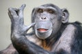 A close up chimpanzee portrait Royalty Free Stock Photo