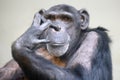 A close up chimpanzee portrait Royalty Free Stock Photo