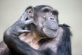 A close up chimpanzee portrait Royalty Free Stock Photo