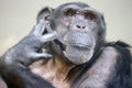 A close up chimpanzee portrait Royalty Free Stock Photo