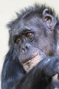 A close up chimpanzee portrait Royalty Free Stock Photo