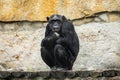close up chimpanzee portrait Pan troglodytes in zoo