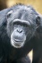 close up, chimpanzee primate