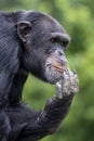 Close up, chimpanzee primate, Pan troglodytes