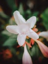 Close up of Chinese abelia plant from the garden