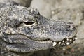 A Close Up of a Chinese Alligator, Alligator sinensis Royalty Free Stock Photo