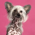 Close-up of Chinese Crested Dog in front of pink