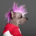 Close-up of Chinese Crested Dog with pink