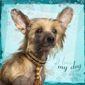 Close-up of a Chinese Crested Dog puppy, 4 months old Royalty Free Stock Photo