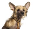 Close-up of a Chinese Crested Dog puppy, 4 months old Royalty Free Stock Photo