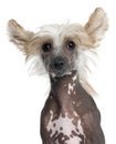 Close-up of Chinese Crested puppy