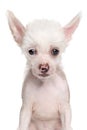 Close-up of Chinese Crested puppy Royalty Free Stock Photo