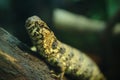 Close-up of a Chinese crocodile lizard Royalty Free Stock Photo