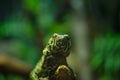 Close-up of a Chinese crocodile lizard Royalty Free Stock Photo