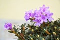 Chinese dwarf rhododendron flower plant