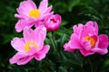 Chinese herbaceous peony Royalty Free Stock Photo