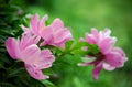 Chinese herbaceous peony