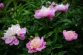 Chinese herbaceous peony Royalty Free Stock Photo