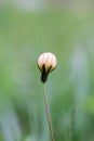 Close up Chinese Ixeris flowers bud,light and elegant color