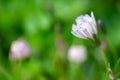 Close-up Chinese Ixeris flowers in full bloom