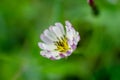 Close-up Chinese Ixeris flowers in full bloom