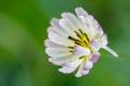 Close-up Chinese Ixeris flowers in full bloom