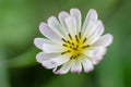 Close-up Chinese Ixeris flowers in full bloom