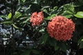 Close-up of Chinese ixora in the garden with green leaves.