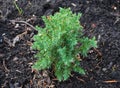 Close up on Chinese juniper. Juniperus chinensis Stricta.