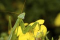 Chinese Mantid Subadult 806548