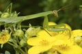 Chinese Mantid Subadult 806551