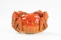 Chinese mitten crab, shanghai hairy crab