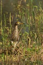 Close-up of a Chinese Pond Heron perched atop a patch of lush green grass Royalty Free Stock Photo