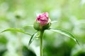 Close-up of Chinese rose buds outdoors.