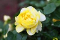 Close-up of Chinese rose in full bloom..