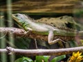 Close-up of a Chinese water dragon resting on a tree branch Royalty Free Stock Photo