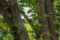 Close up of a chipmunk climbing a tree in the japanese garden Royalty Free Stock Photo