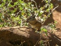 Close up of a chipmunk feeding at zion np, utah Royalty Free Stock Photo