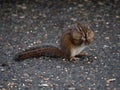 Close Up of Chipmunk With Food Stuffed in Cheeks Royalty Free Stock Photo