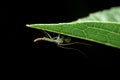 Close-up chironomid midge on green leaf, night time Royalty Free Stock Photo