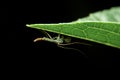 Close-up chironomid midge on green leaf, night time