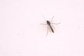 Chironomid Royalty Free Stock Photo