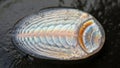 Shell consists of overlapping plates with iridescent hues of blue, orange Royalty Free Stock Photo