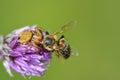 Close-up of a chive flower on which a honeybee was chased Royalty Free Stock Photo