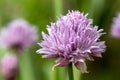 Chives allium schoenoprasum flowers