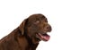 Close-up chocolate color labrador, purebred dog posing isolated on white background. Concept of animal, pets, vet Royalty Free Stock Photo